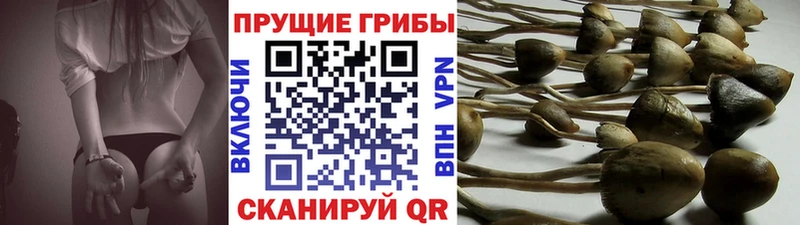 что такое   Ленинск  Псилоцибиновые грибы мухоморы 
